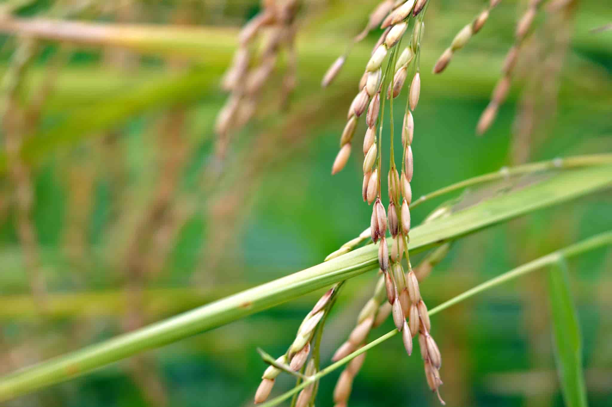 Phát triển giống thuần chủng 